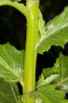 American burnweed